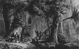 森林从&39;Bresil，Guyie的Columbie&39;，Ferdinand Denis和Cesar Famin 1839开幕 作者 法语学校